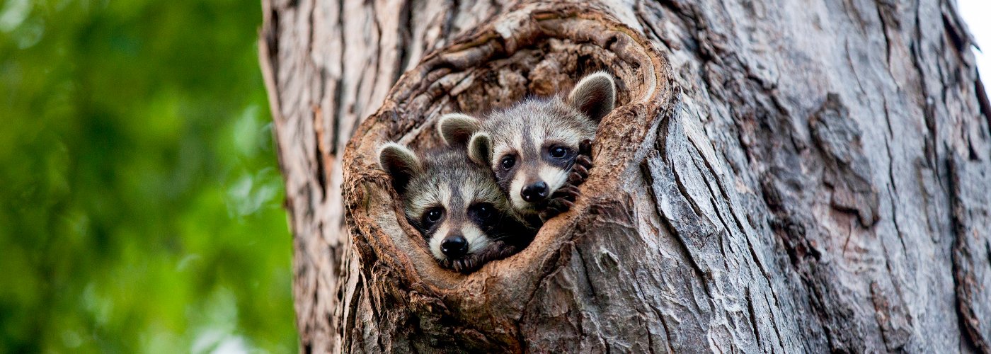 Racoons in tree